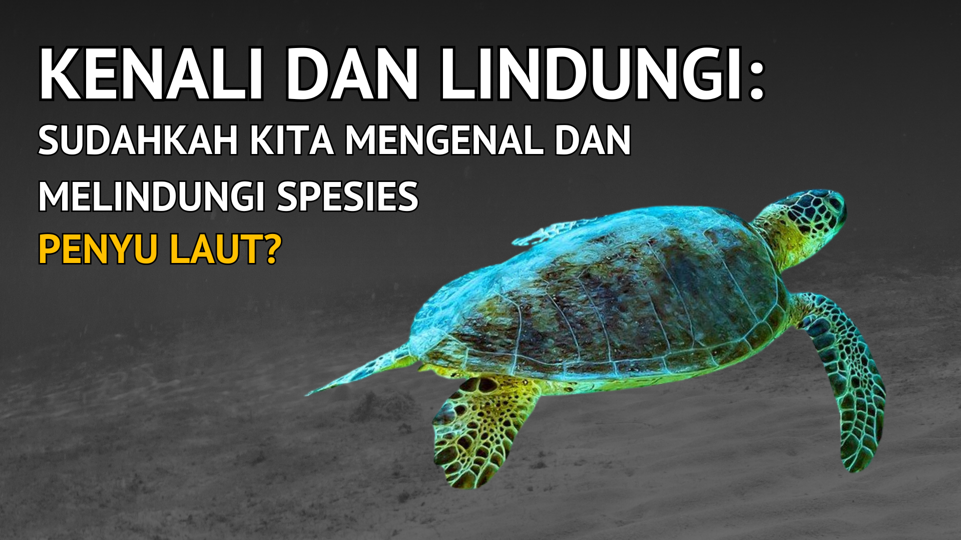 Thumbnail Artikel Kenali dan Lindungi: Sudahkah Kita Mengenal dan Melindungi Spesies Penyu Laut?